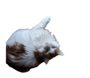 835127178