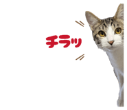 835287737