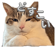 835288216