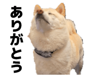 835288736