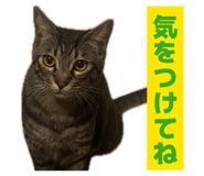 835317768