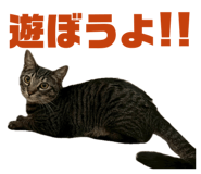 835317775