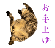 835317778