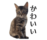 835524144