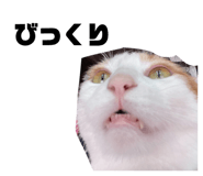 835533953
