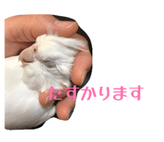 835591524