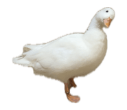 835632805