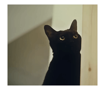 Fumeancats - Cats' Lives รูปที่ 3