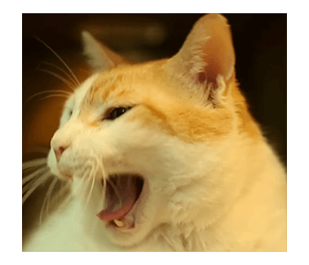 Fumeancats - Cats' Lives รูปที่ 4
