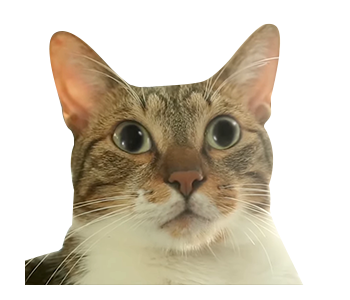 Fumeancats - Cats' Lives รูปที่ 10