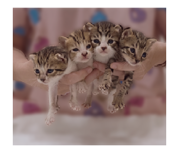 Fumeancats - Cats' Lives รูปที่ 11