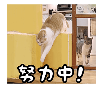Fumeancats - Cats' Lives รูปที่ 13