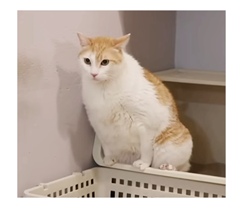 Fumeancats - Cats' Lives รูปที่ 14