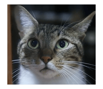 Fumeancats - Cats' Lives รูปที่ 15