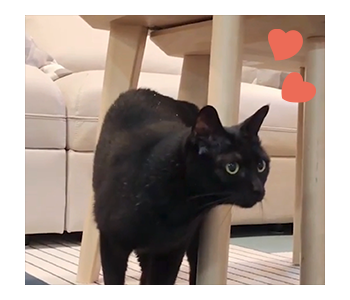 Fumeancats - Cats' Lives รูปที่ 20