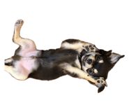 835733337