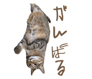 835852813