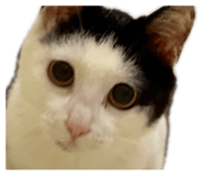 835875908
