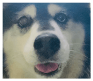 835875915