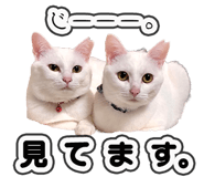 835890954