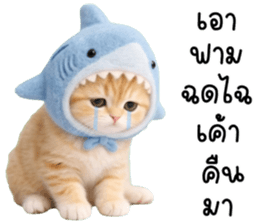 แมวน้อยน่ารัก 100% รูปที่ 28