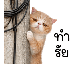 ลายที่ 3