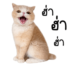 ลายที่ 7