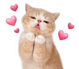 ลายที่ 9