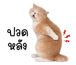 ลายที่ 11