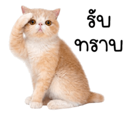 ลายที่ 15