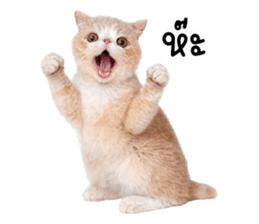 ลายที่ 17