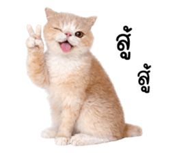 ลายที่ 21