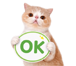 ลายที่ 25