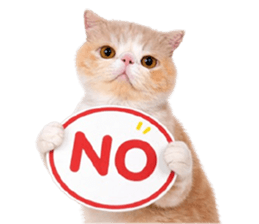 ลายที่ 29