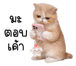 ลายที่ 33