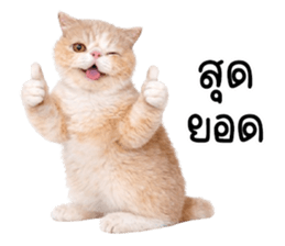 ลายที่ 35