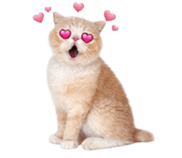 ลายที่ 37