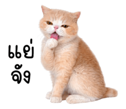 ลายที่ 41