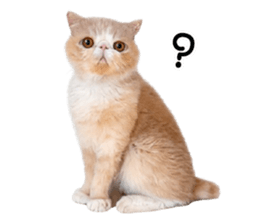 ลายที่ 45