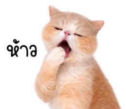 ลายที่ 47