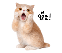 ลายที่ 49