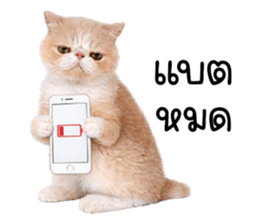 ลายที่ 51