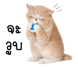 ลายที่ 53