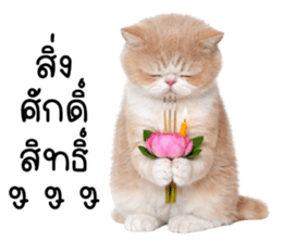 ลายที่ 63