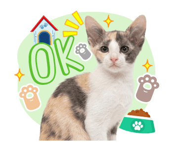 ลายที่ 13