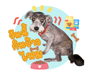 ลายที่ 17