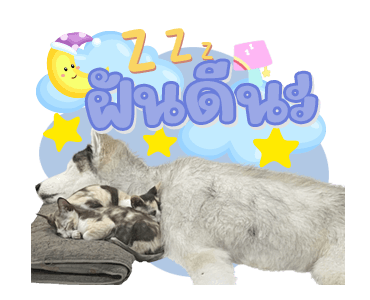 ลายที่ 23