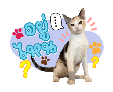 ลายที่ 27