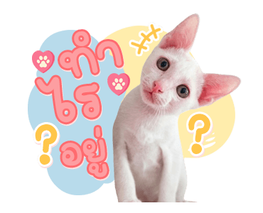 ลายที่ 31