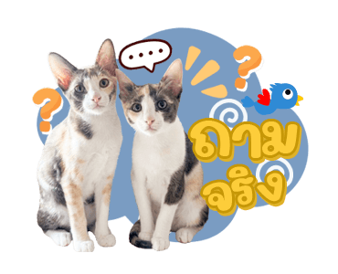 ลายที่ 45